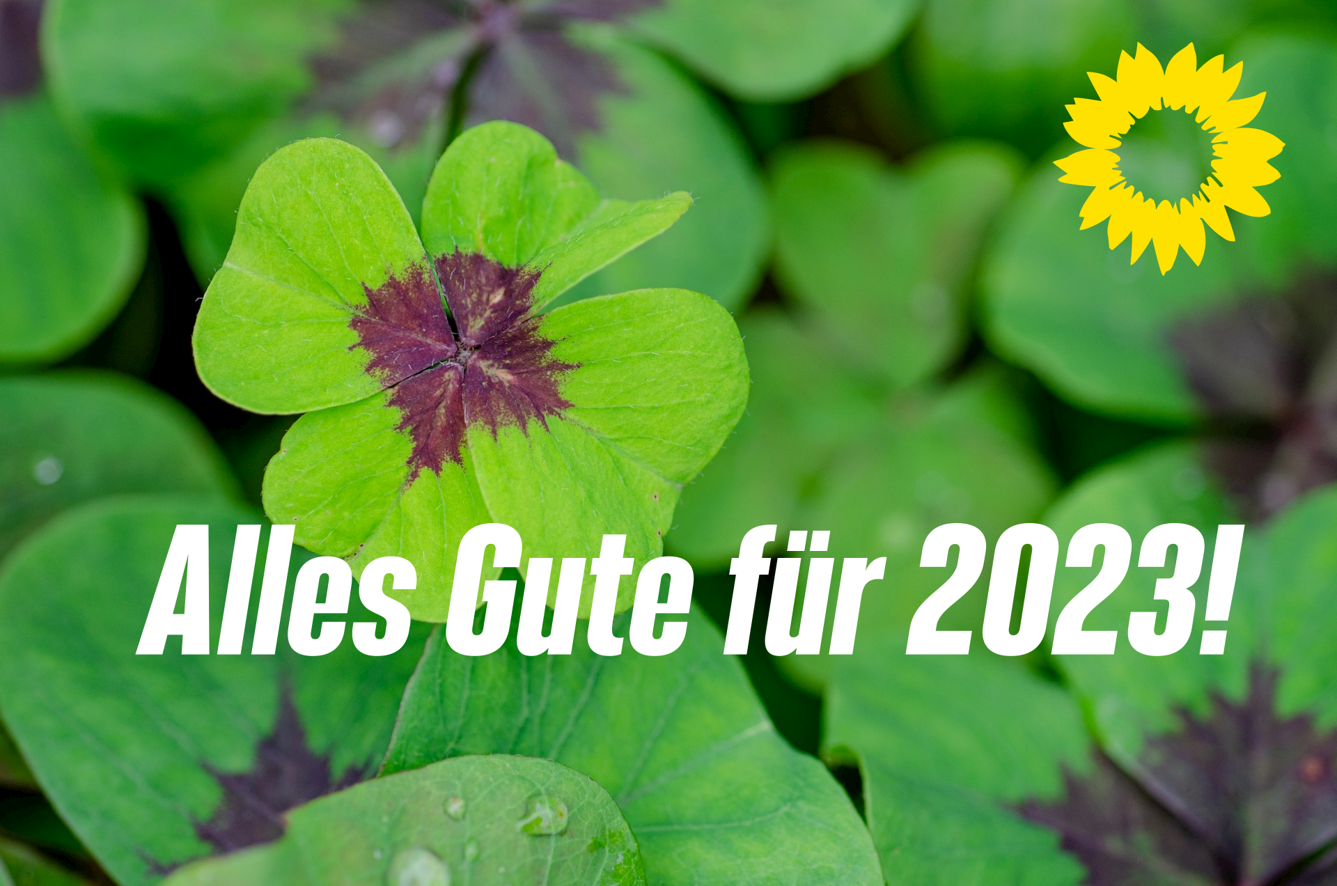 Das ganze Foto ist ausgefüllt mit vierblättrigem Klee in Nahaufnahme. In der Mitte links ist ein Klee besonders groß. In der Ecke oben rechts ist das Pictogramm der gelben Sonnenblume, dem Logo von Bündnis 90/Die Grünen. In der Mitte des Fotos steht in weißer Schrift quer über das gesamte Bild: Alles gute für 2023!